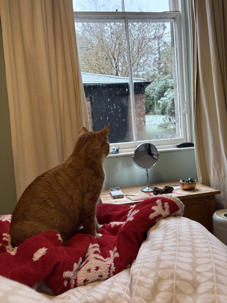 The Excellent Cats welcome the new year by planning an expedition in search of 'She who must not be named'