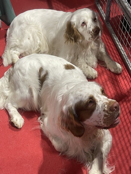 Experienced dog owner, currently dogless, which breed?