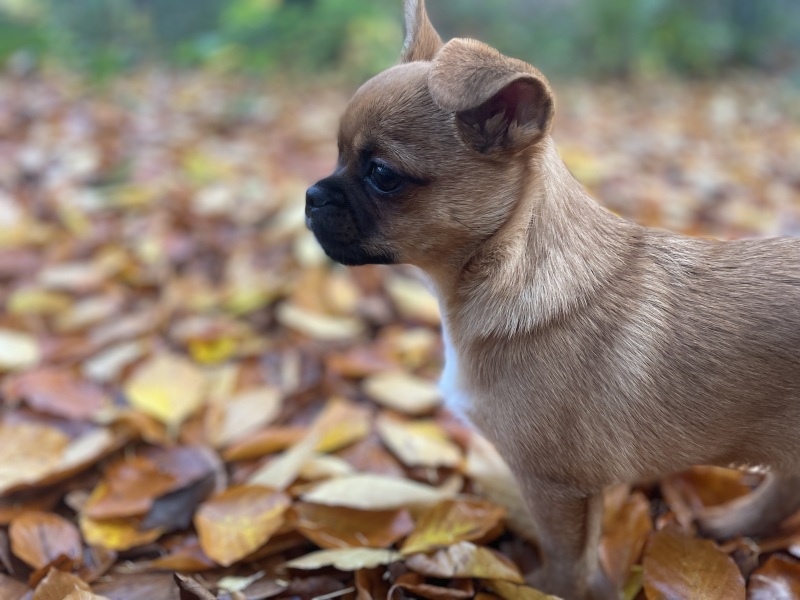 Help! 5.5 month old puppy frequently waking during the night