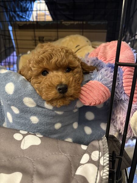 Are dog training apps any good?