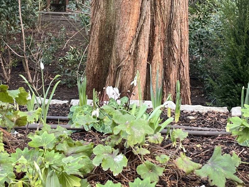The Bluestocking, where the cheese is plentiful and the Champagne is on Boiledbeetle