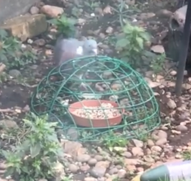 Recommend me a squirrel-proof bird feeder