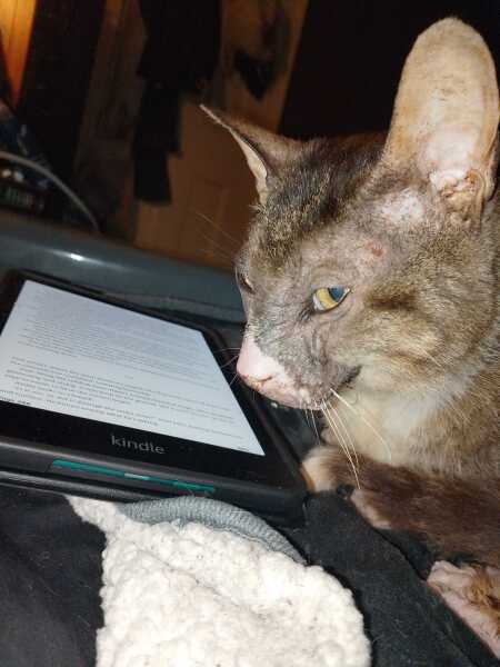 The Excellent Cats welcome the new year by planning an expedition in search of 'She who must not be named'