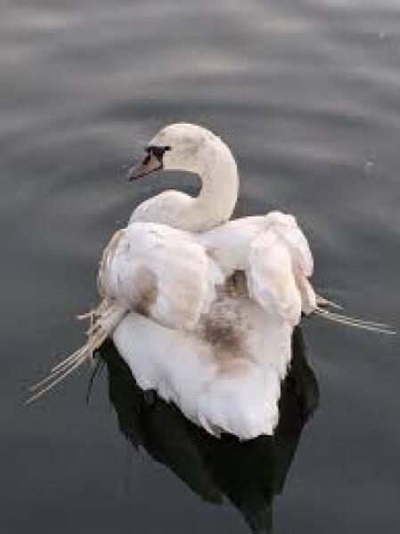 The Swans versus the Food Bank?