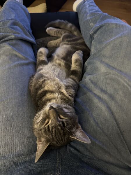 Are your cats training for any careers?