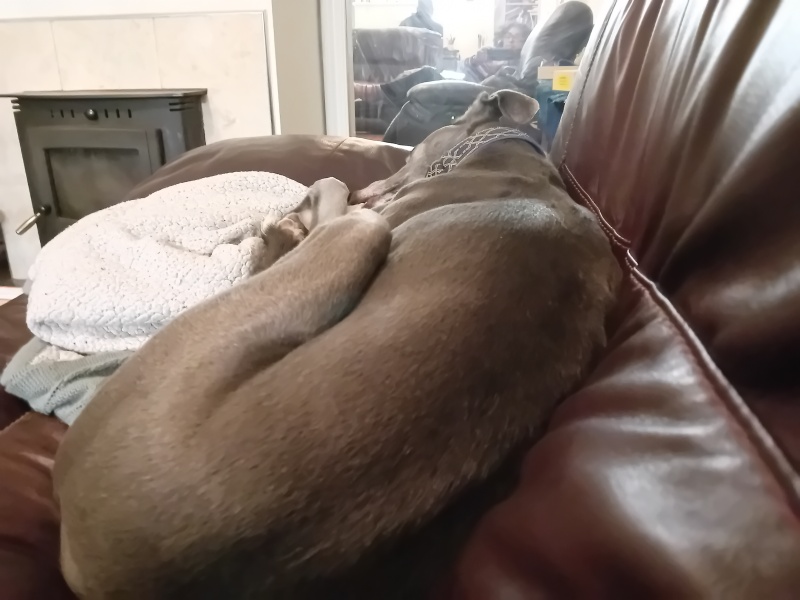 Must greyhounds sleep on sofas?