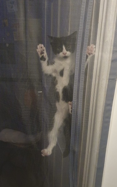 Who wants to wait whilst my kittens are born!