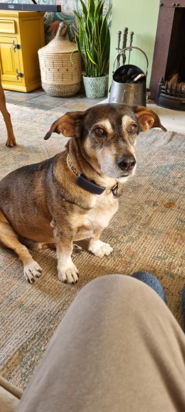 13 year old dog with dementia