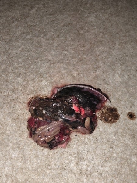 Strange cat vomit?