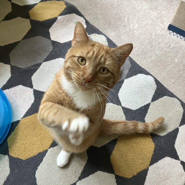Adopting older kittens