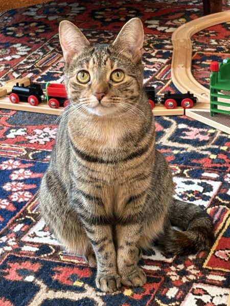 The Excellent Cats welcome the new year by planning an expedition in search of 'She who must not be named'