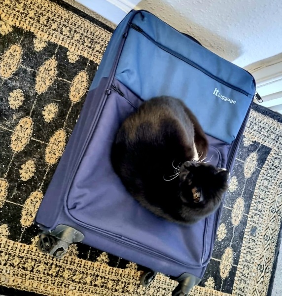 Are your cats training for any careers?