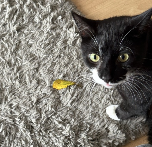 Are your cats training for any careers?