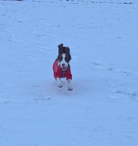 Is -5 too cold for a dog walk?