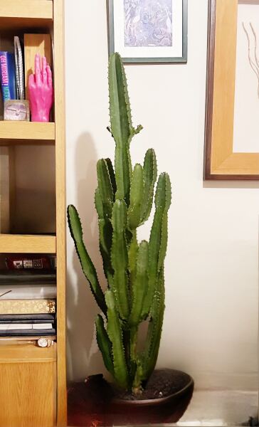 Ideas for easy care houseplants?