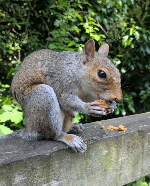 The Nigel Slater Christmas Chronicles Readalong 2025/6 Part 4