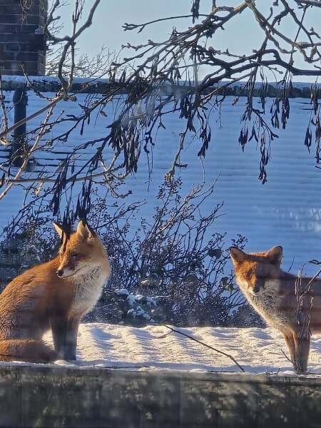 Thread 40 Starmer: Prettig Kerstfeest, Nollaig Shona, Hyvää Joulua, Nadolig Llawen ,圣诞快乐, God Jul, Feliz Navidad, Bouan Noué, Nollaig Chridheil.