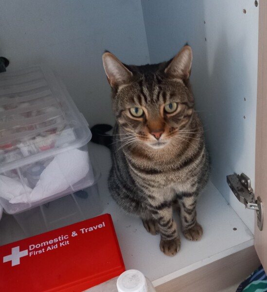 Are your cats training for any careers?