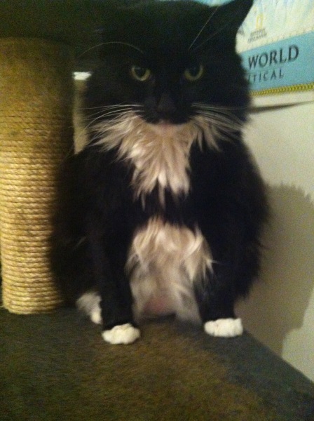 Do you think a cat can truly be a horrible cat