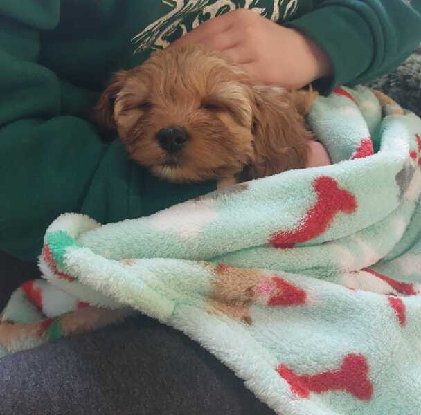 Puppy Survival Thread Autumn 2025 - all welcome!