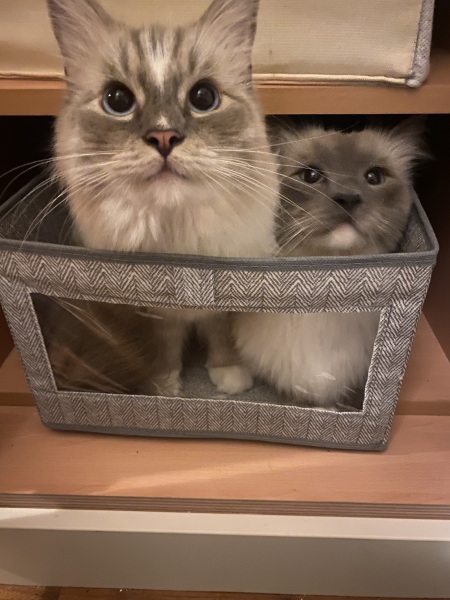 Are your cats training for any careers?