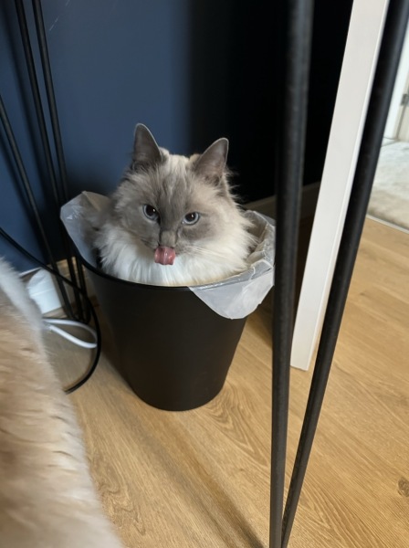 Are your cats training for any careers?