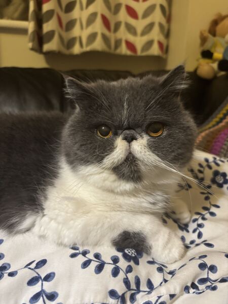 Are your cats training for any careers?