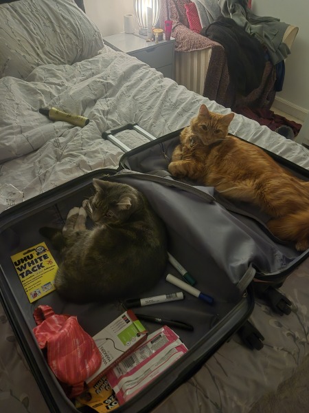 Are your cats training for any careers?