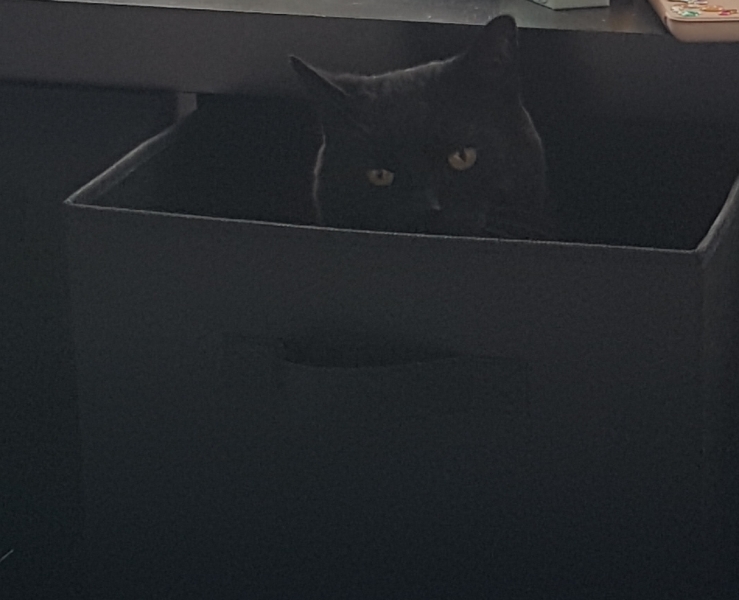 Are your cats training for any careers?