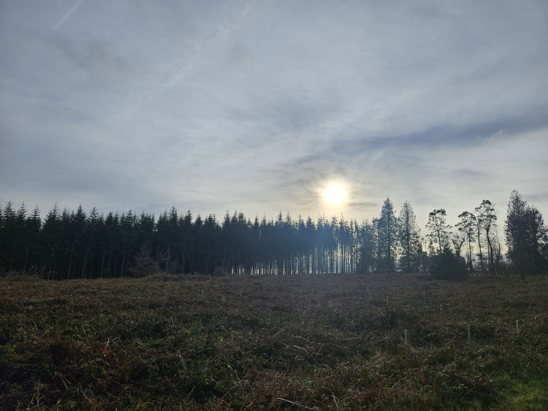 The Nigel Slater Christmas Chronicles Readalong 2025 - Part 3