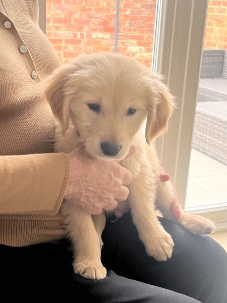 Puppy Survival Thread Autumn 2025 - all welcome!