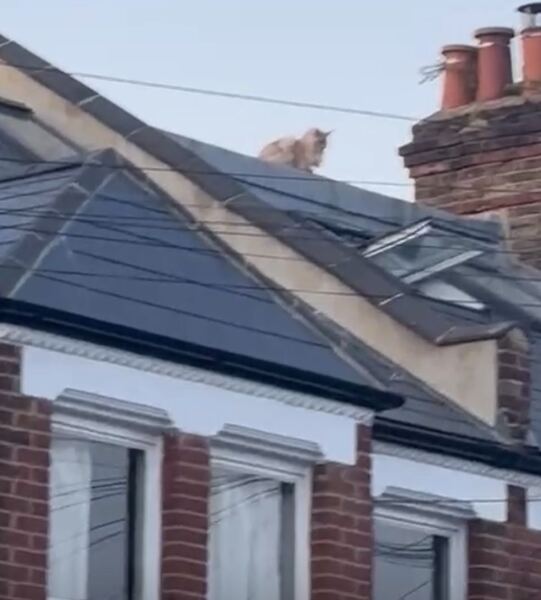 Are your cats training for any careers?