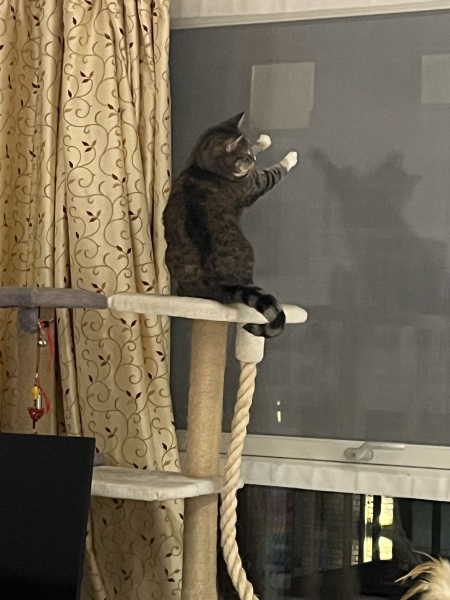 The Excellent Cats welcome the new year by planning an expedition in search of 'She who must not be named'