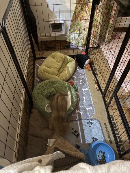 Puppy Survival Thread Autumn 2025 - all welcome!