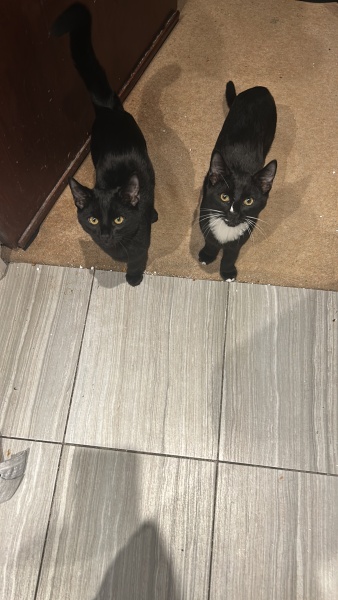 5 month kittens desperate to be out