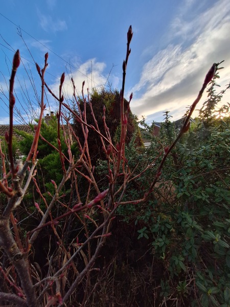 The Nigel Slater Christmas Chronicles Readalong 2025 - Part 3