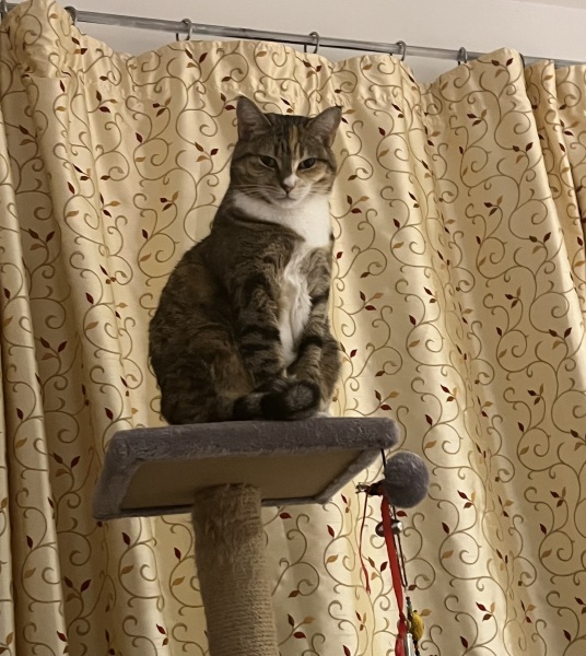 The Bluestocking, where the cheese is plentiful and the Champagne is on Boiledbeetle