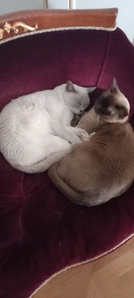 The Excellent Cats welcome the new year by planning an expedition in search of 'She who must not be named'