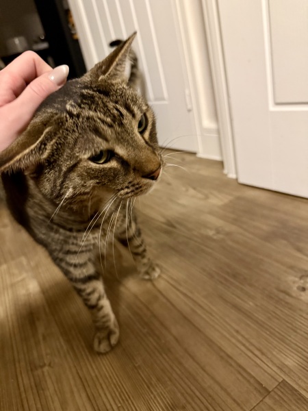 Effing cat