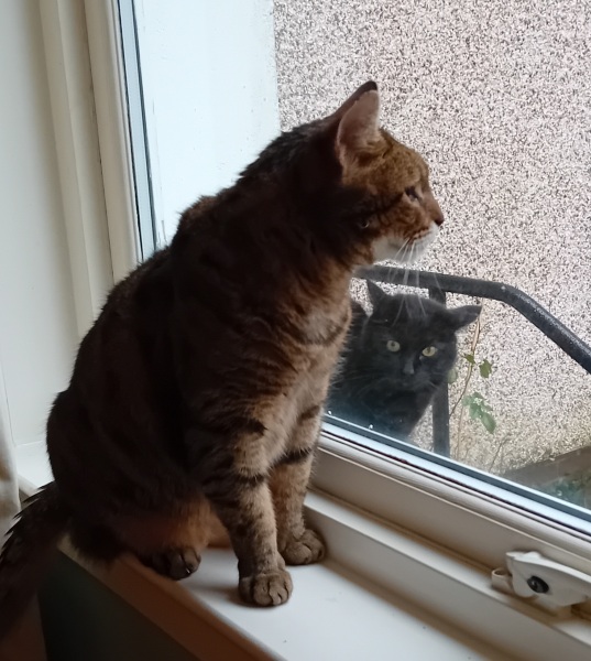 The Excellent Cats welcome the new year by planning an expedition in search of 'She who must not be named'