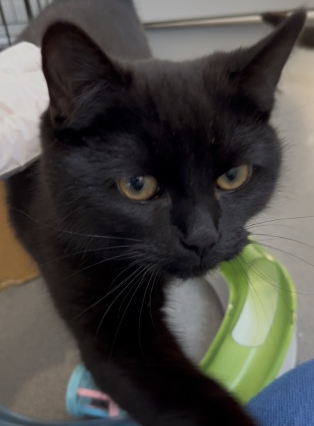 Adopting older kittens