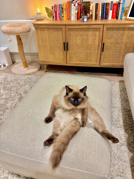 Ragdoll waking me up!