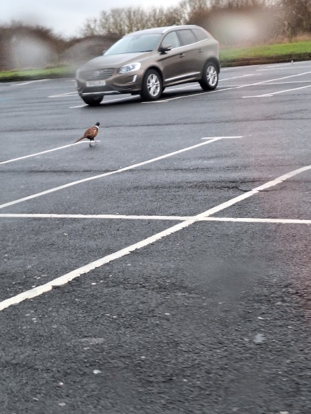 The Nigel Slater Christmas Chronicles Readalong 2025 - Part 3