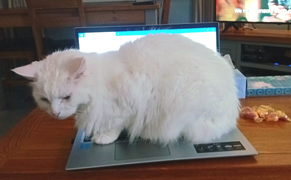 Are your cats training for any careers?