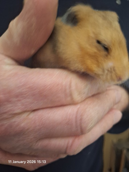 Hamster's eye - pic attached