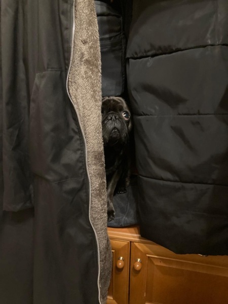 To not get the problem with fireworks and pets
