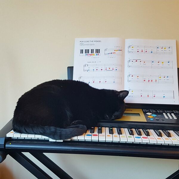 Are your cats training for any careers?