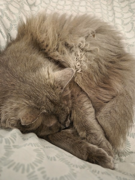 Where does you cat sleep at night?