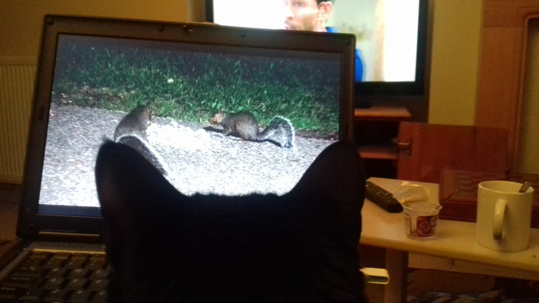 Are your cats training for any careers?