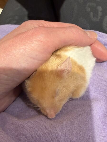 Help with mean little hamster!